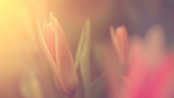 Fiore in luce del sole